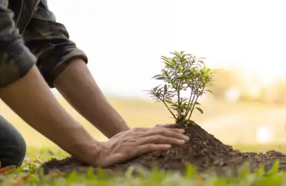 Imagen de referencia a un árbol